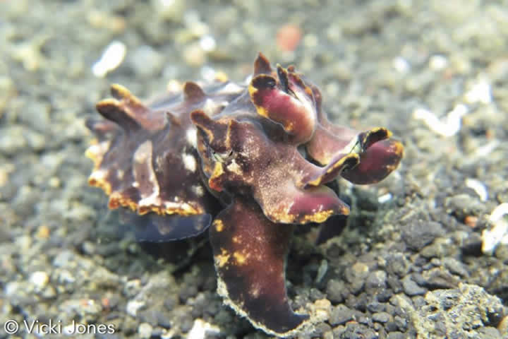 Flamboyant Cuttlefish, Lembeh Strait, Indonesia - Courtesy of Vicki Jones (LiveAboard.com)