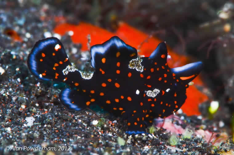 Juvenile Painted Frogfish, Indonesia - Courtesy of Amira liveaboard