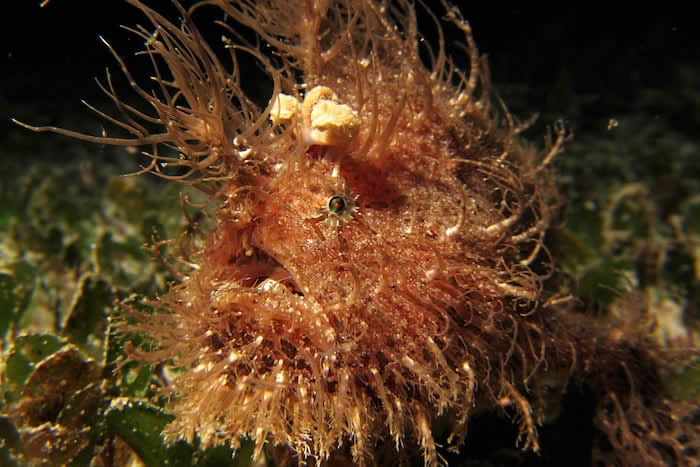 Hairy Frogfish, Philippines - Courtesy of Seadoors liveaboard