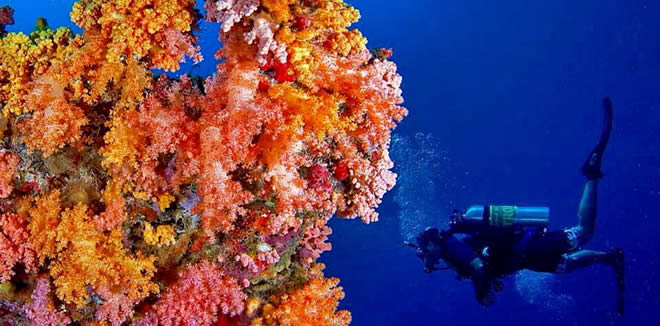 Corals themselves are animals that are related to sea anemones. 