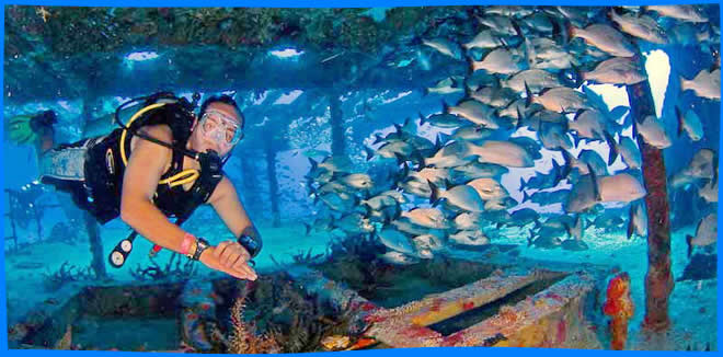 scuba Diving in Maafushi - cources, fun diving trips, accomodation