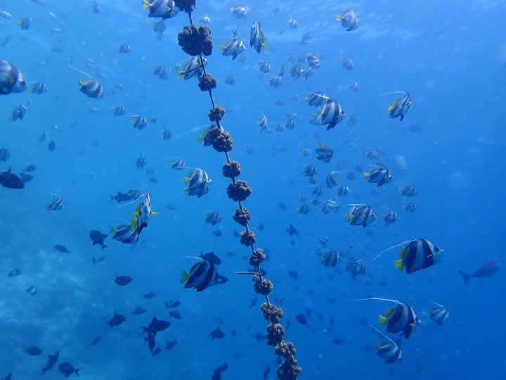 Coral Conservation Program in maldives
