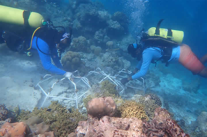 Coral Reef restoration in maldives