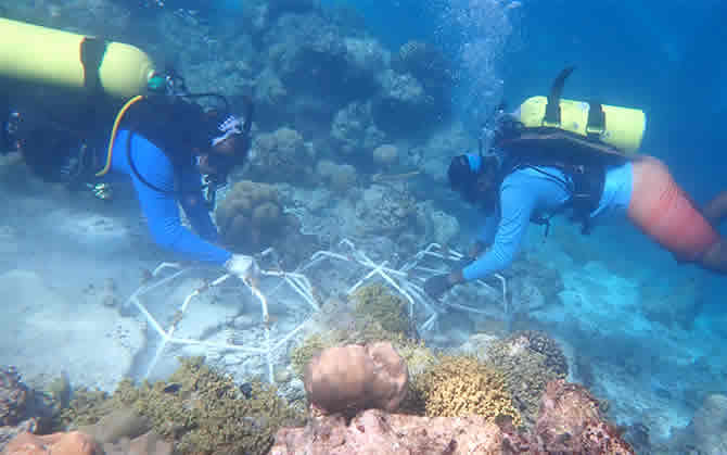 Coral Reef restoration