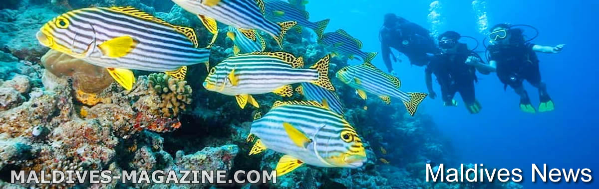 Mirihi Island Resort Offers Snorkeling Safari with Manta Rays