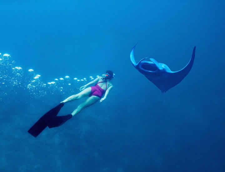 snorkeling with Manta Ray, Indian ocean 2024