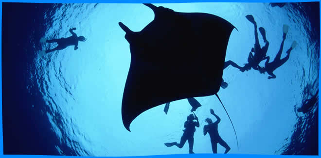 Manta Rays Maldives, magazine, Where and When to See Manta in the Maldives, diving with manta rays, snorkel with Manta Ray, best time to see