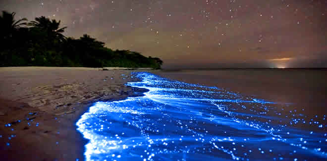 sea of stars maldives