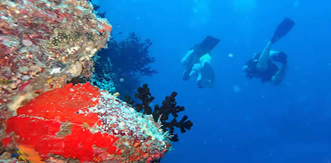 Scuba Diving in Laamu Atolls