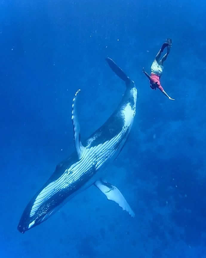 snorkeling with whales in the Maldives 2024