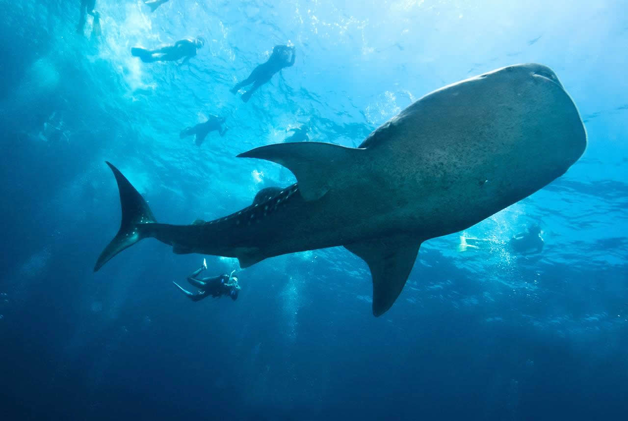 Swimming with Whale Sharks & Manta Rays in maldives
