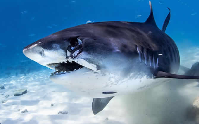 shark paradise in Maldives