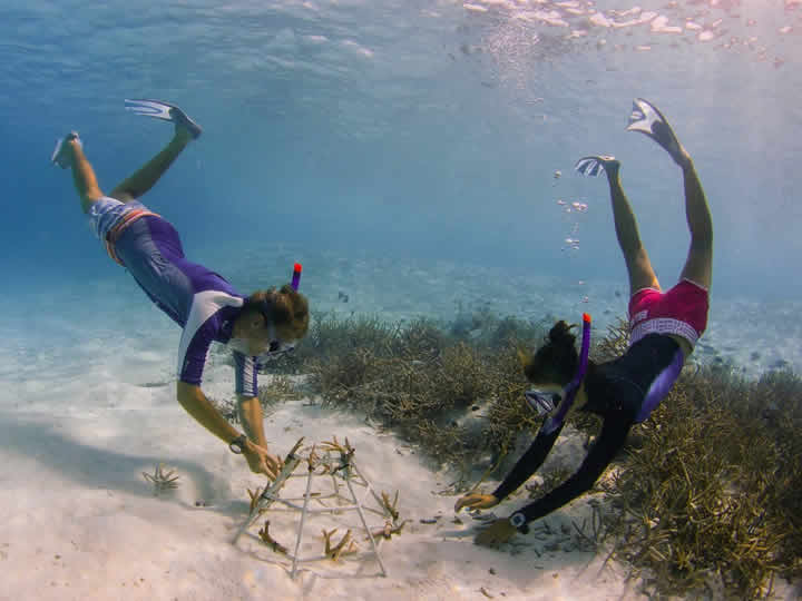 Discovering Marine Biology for Kids lin maldives