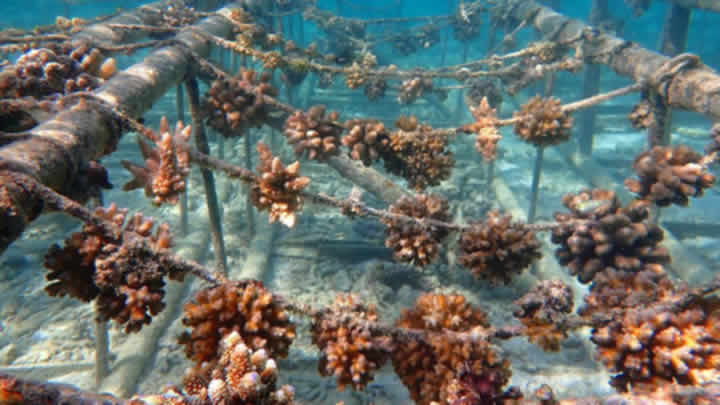 Coral Reefs, Ecosystem in maldives