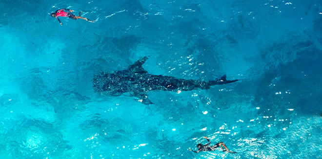 Dhangethi whale shark trip