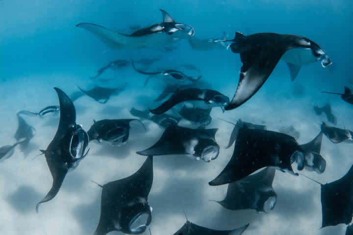 Happy Christmas from the Manta Trust!