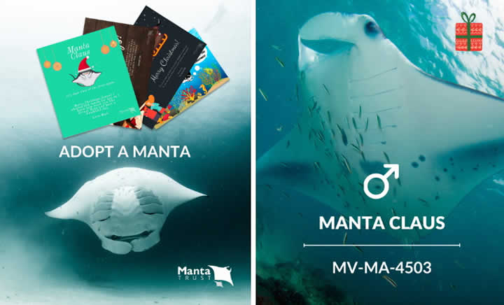 SUSTAINABLE CHRISTMAS GIFTS for marine lovers