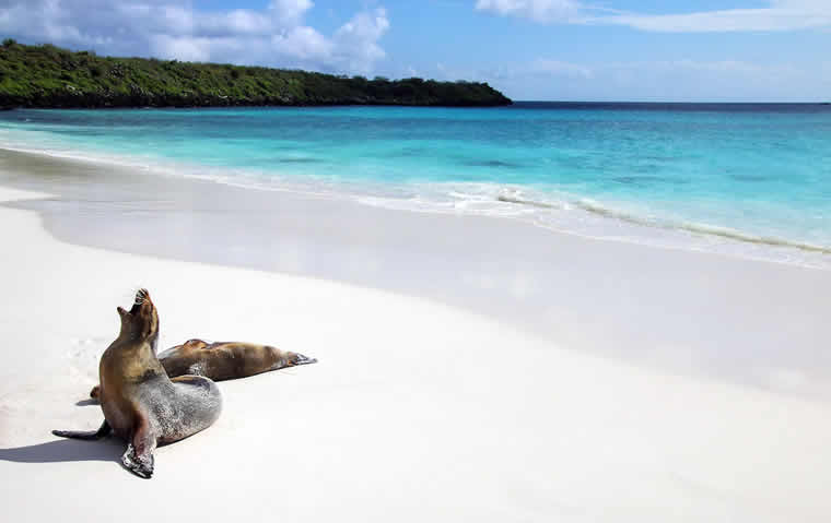 he Galapagos Islands offer unparalleled diving and wildlife spotting opportunities