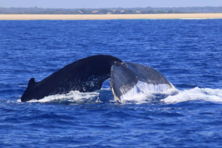 An Amazing Whale Watching Experience In Mozambique - Maldives Magazine