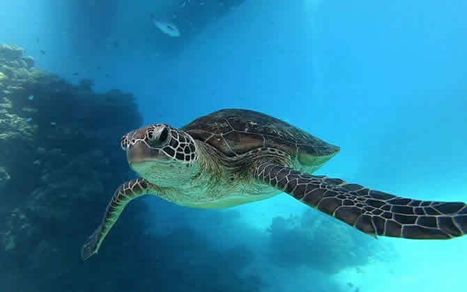 Olive Ridley Projec in maldives