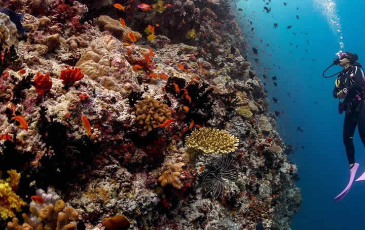 coral reef ecosystem in maldives