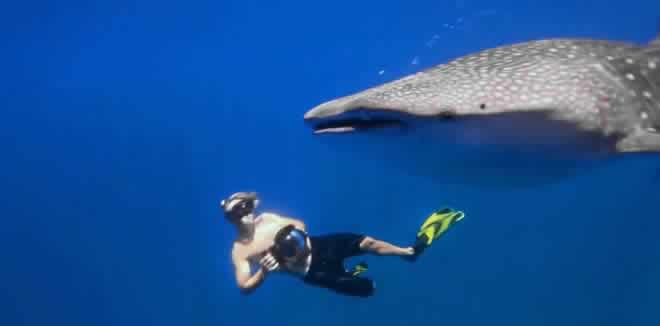 swimming with whale sharks in maldives