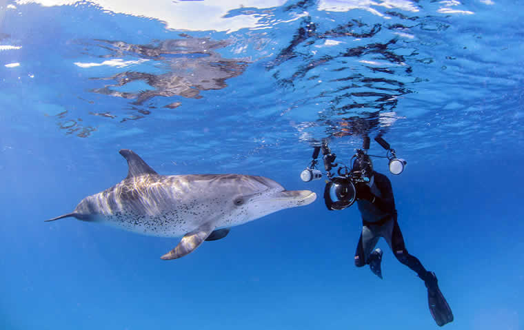 Dive with dolphins