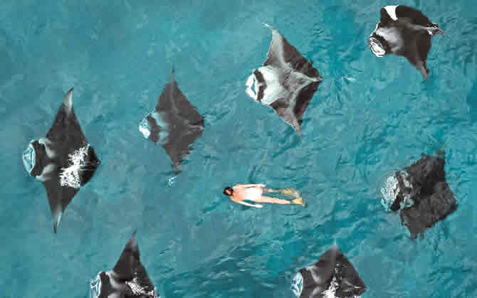 swimming with manta rays in maldives