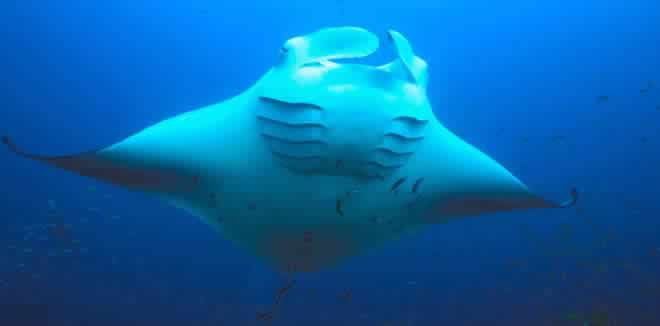 lBaa Atoll and mantas - UNESCO Diosphere Reserve