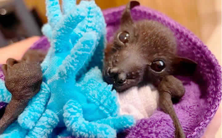 baby orphaned flying fox bat