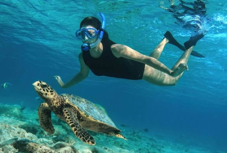 baros house reef: snorkeling with sea turtle