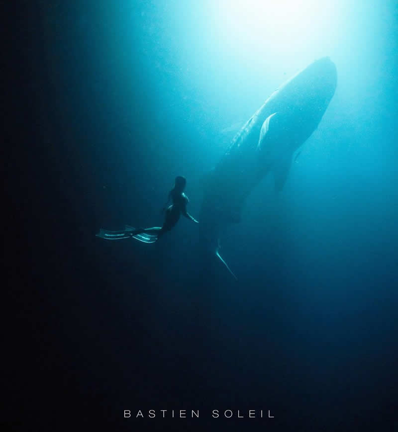 Freediving with whale