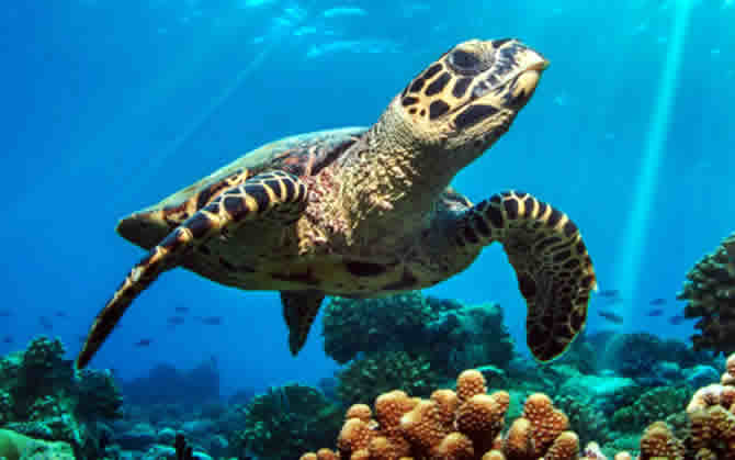 for scuba diving with Sea Turtles
