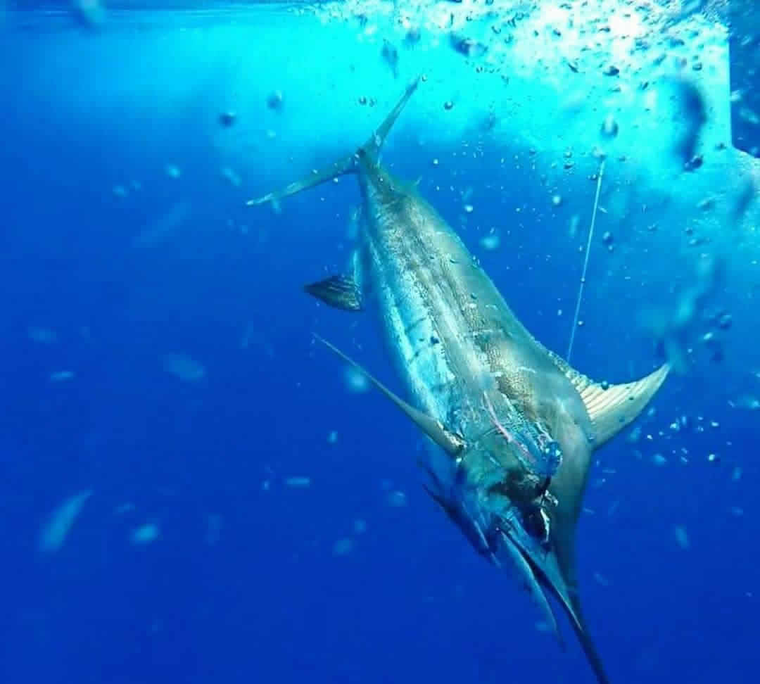 big game fishing vaavu atoll