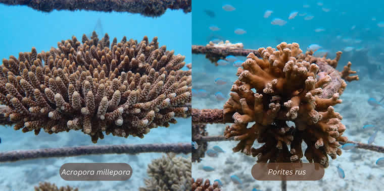 wo examples of healthy colonies of corals at the coral garden, Coco Palm Dhuni Kolhu