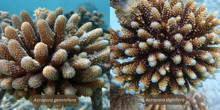 Example of two critically endangered identified coral species, that we have at the coral garden, Coco Palm Dhuni Kolhu