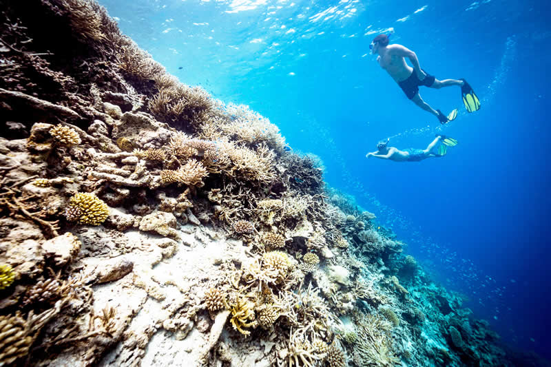 snorkelling on the reef in the maldives