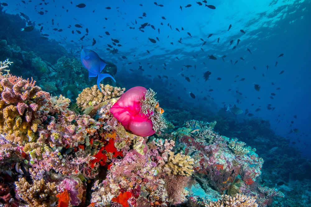 gili lankanfushi - scuba diving