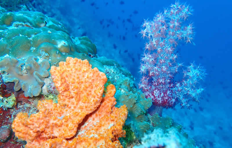 coral reef at the nautilus maldives