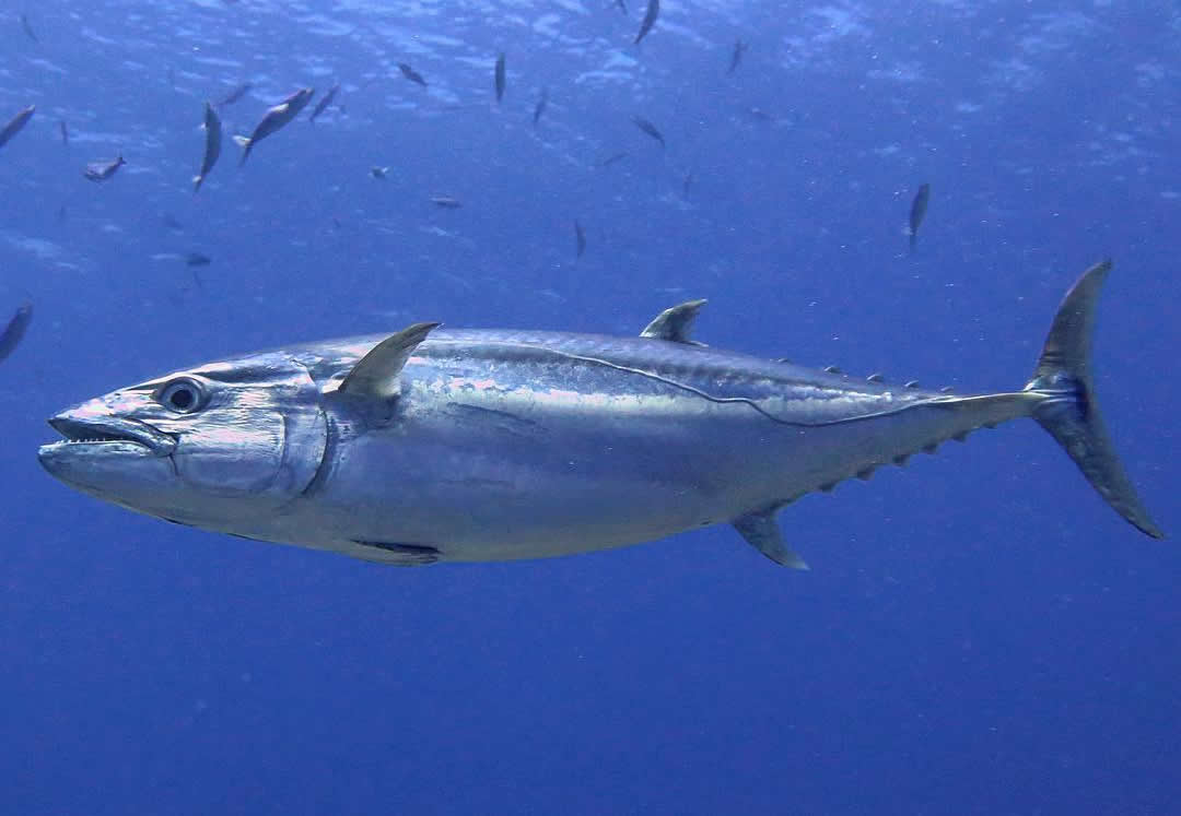 dogtooth tuna world record