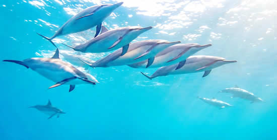 Dolphins cruise