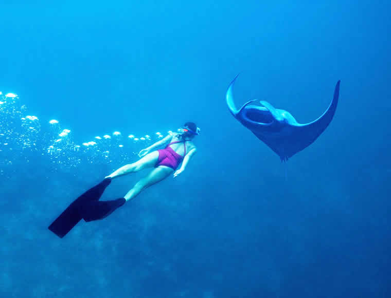 baa atoll, manta ray