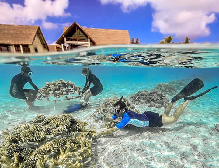 Coral Propagation program in maldives