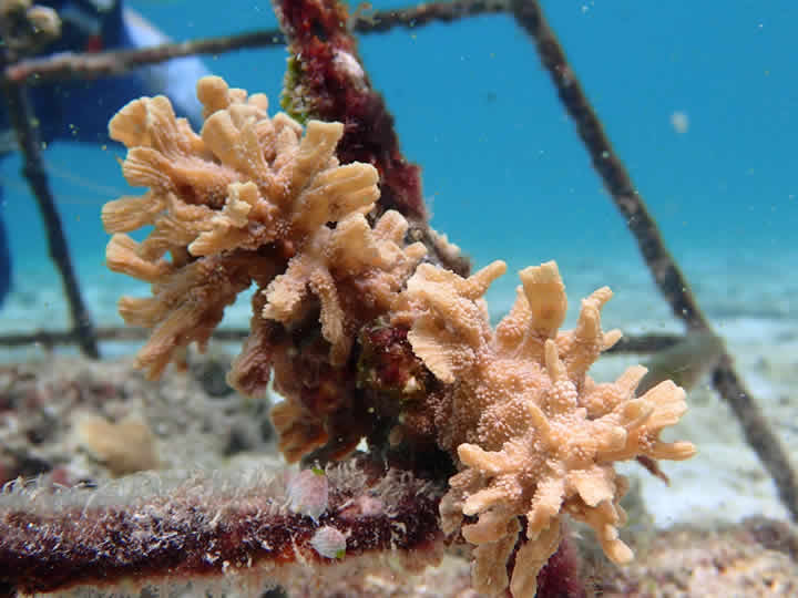 coral nursery in maldives