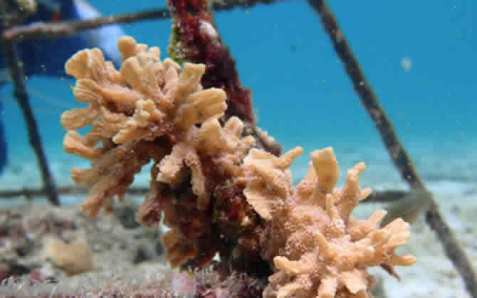 coral propagation project in maldives