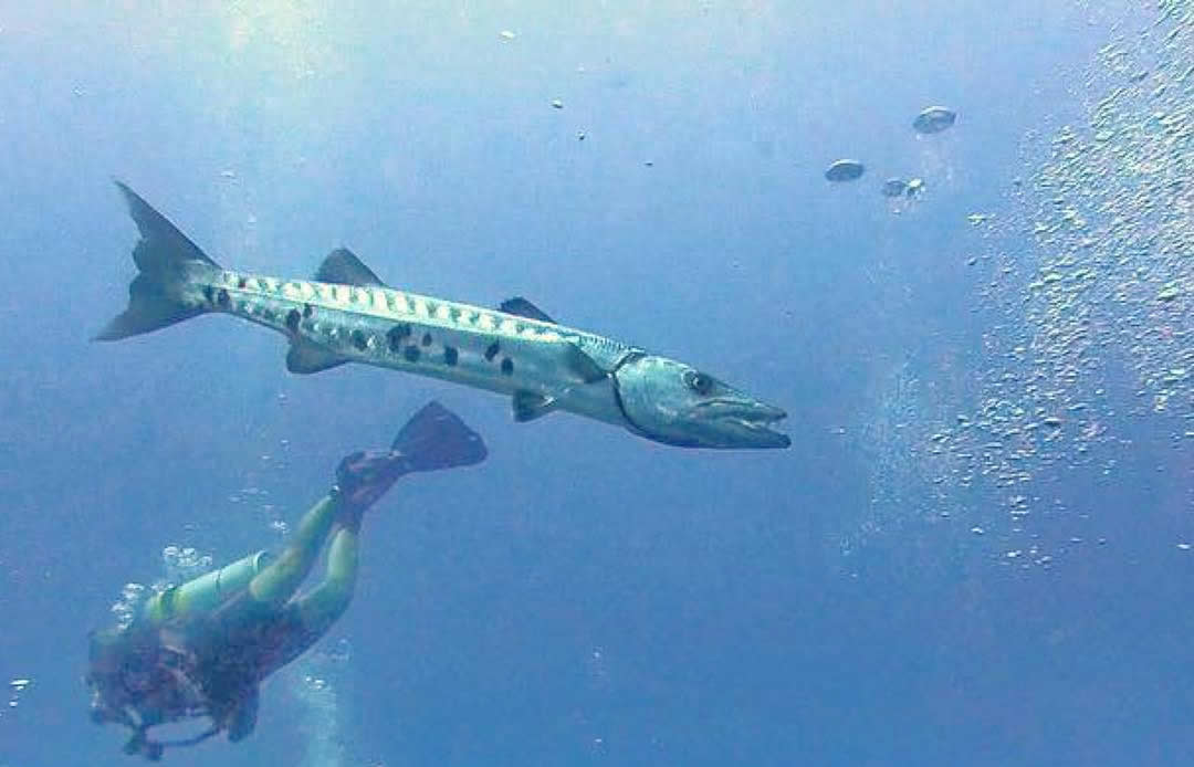 barracuda in maldives
