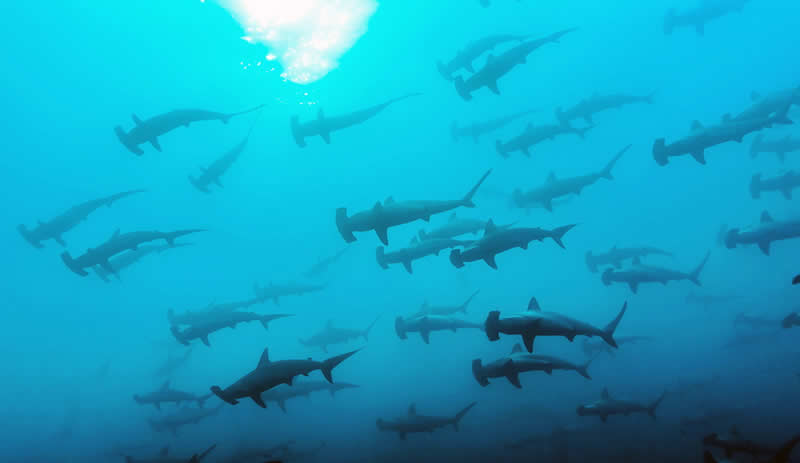 Hammerhead Shark Diving in Maldives