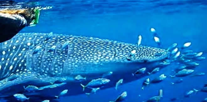 Hanifaru Bay is place to go if you waте to snorkel with whale sharks and mantas