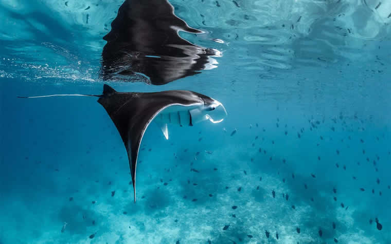 reef manta ray in maldives