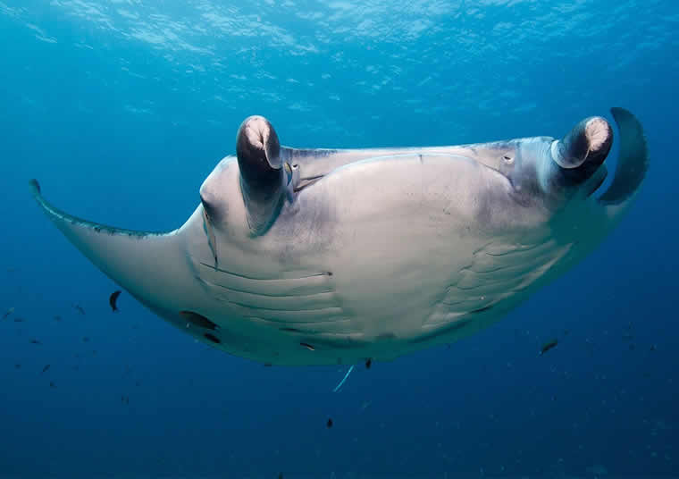 manta ray feeding